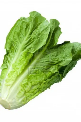 Picture of Cos Lettuce