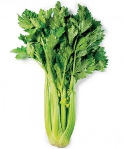 Picture of Leaf Celery