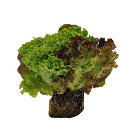 Picture of Mix Lettuce