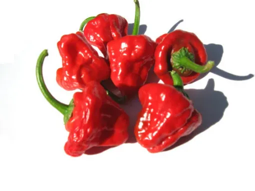 Picture of Red Hot Chilli