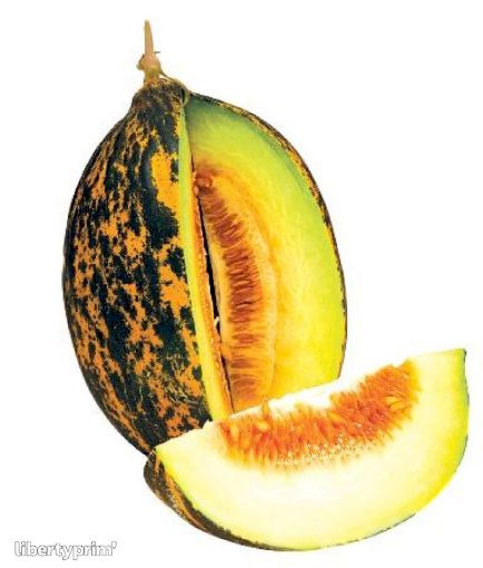 Picture of Turkish Melon Kirkagac